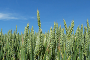 Chez l’agriculteur