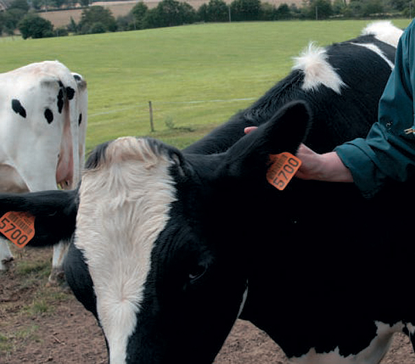 Elevage McDonald’s