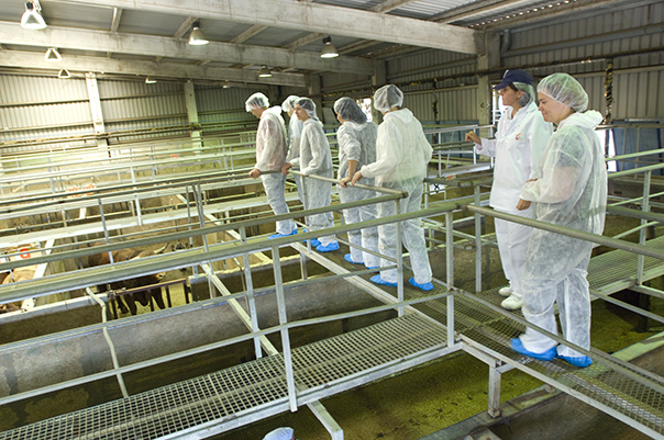 La sécurité alimentaire chez McDonald’s