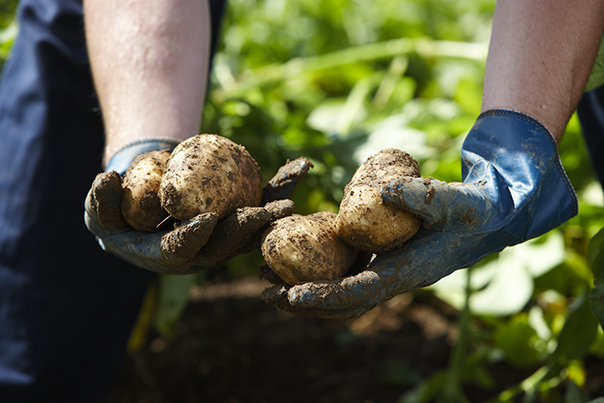 Pomme de terre chez McDonald’s Pomme de terre chez McDonald’s